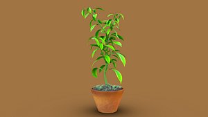 3D Mangifera plant model