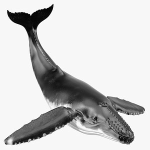 3D Megaptera Novaeangliae