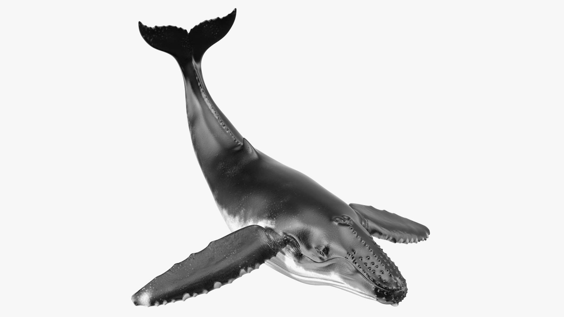 Megaptera Novaeangliae 3D model preview