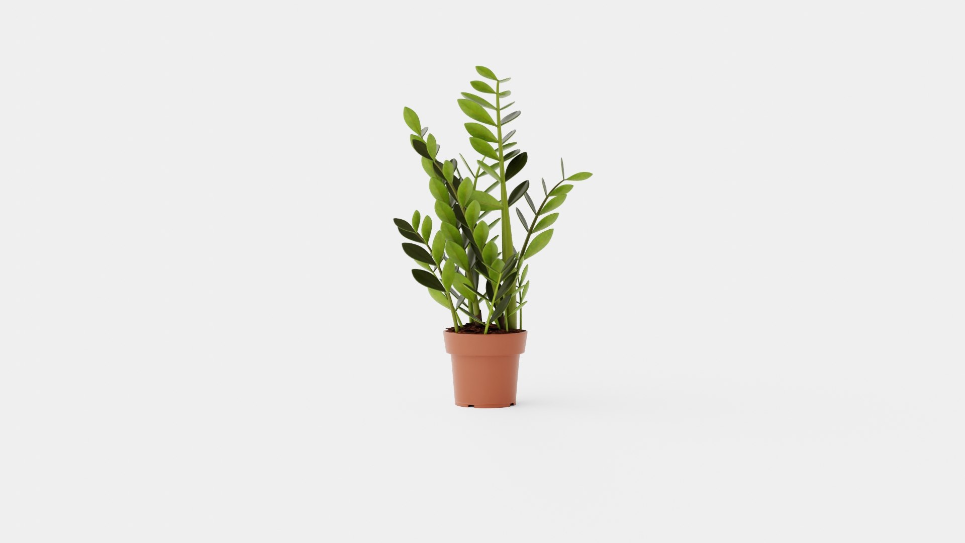 Zamioculcas Zamiifolia 3D Model - TurboSquid 2256202