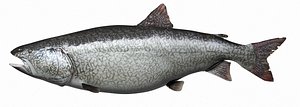 3d model lake trout