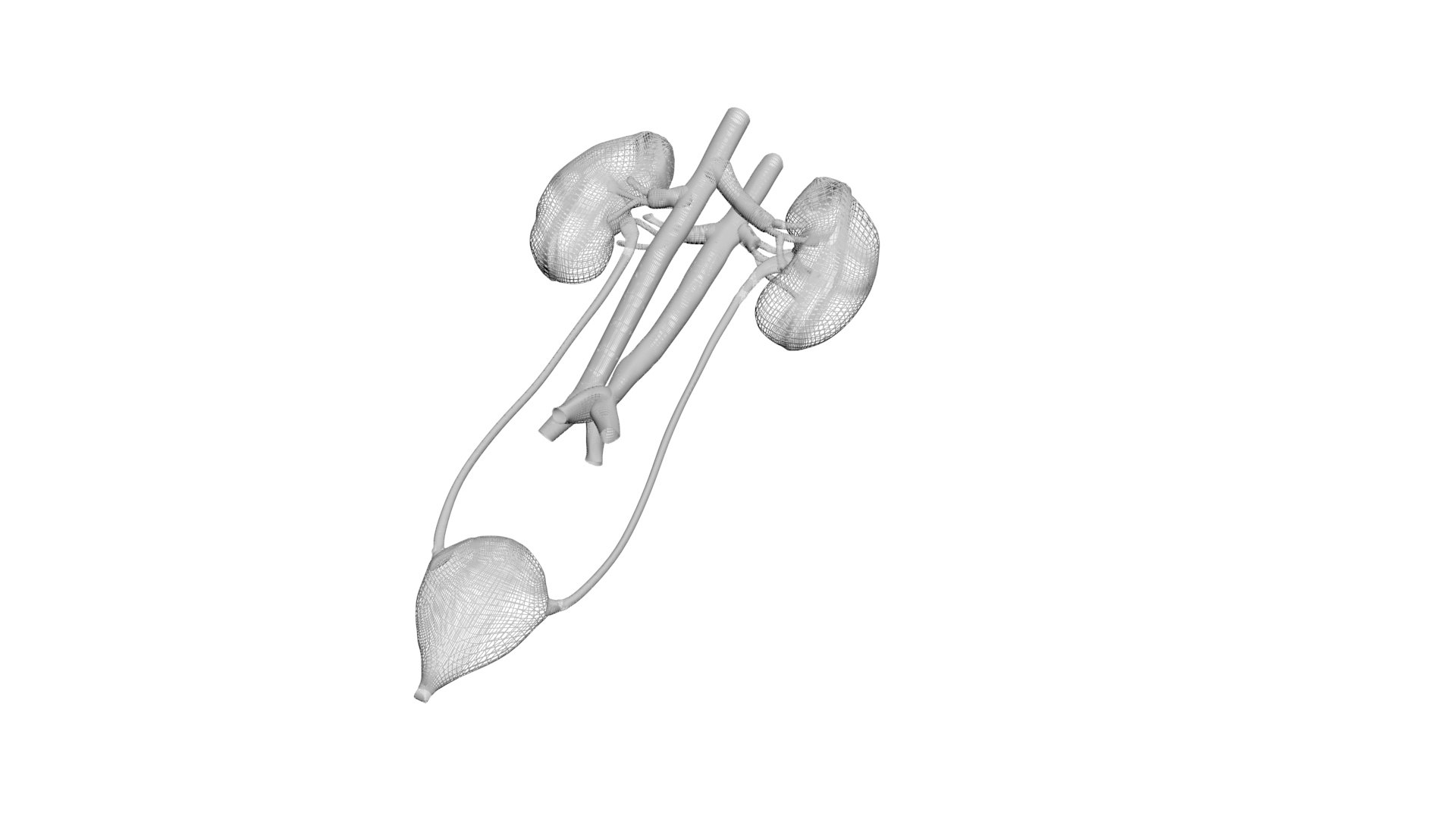 Urinary System 3D - TurboSquid 1933834