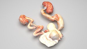 Urinary System 3D