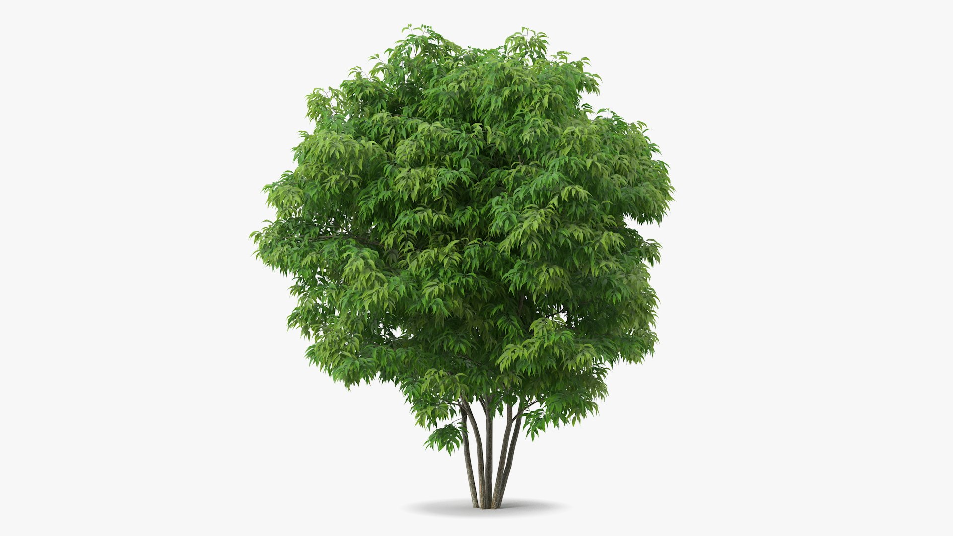 American Elderberry Shrub 3D model preview