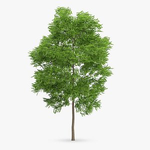 wild service tree 11 max