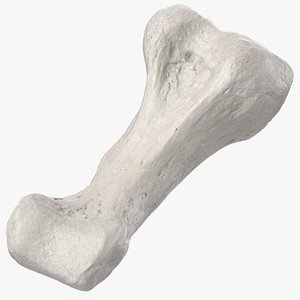 Real Proximal Phalanx Bone of Little Toe 01 White