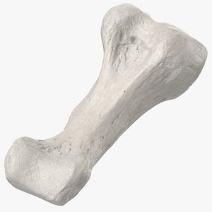 Real Proximal Phalanx Bone of Little Toe 01 White