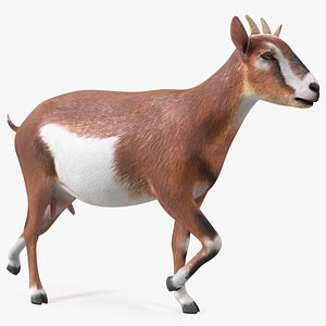 Walking Goat 3D model