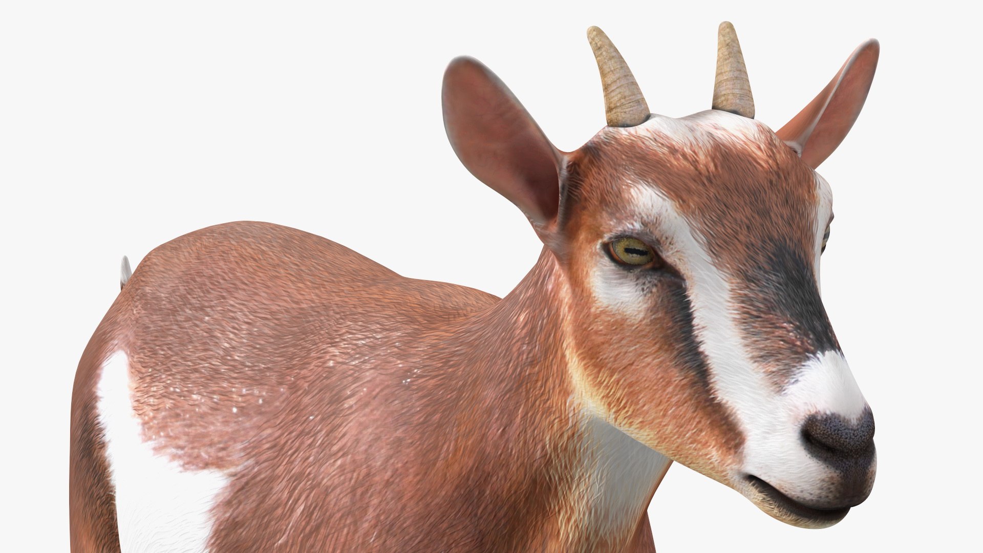 Walking Goat 3D Model - TurboSquid 1991766