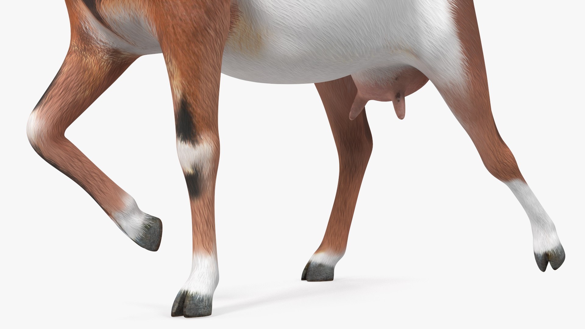 Walking Goat 3D Model - TurboSquid 1991766