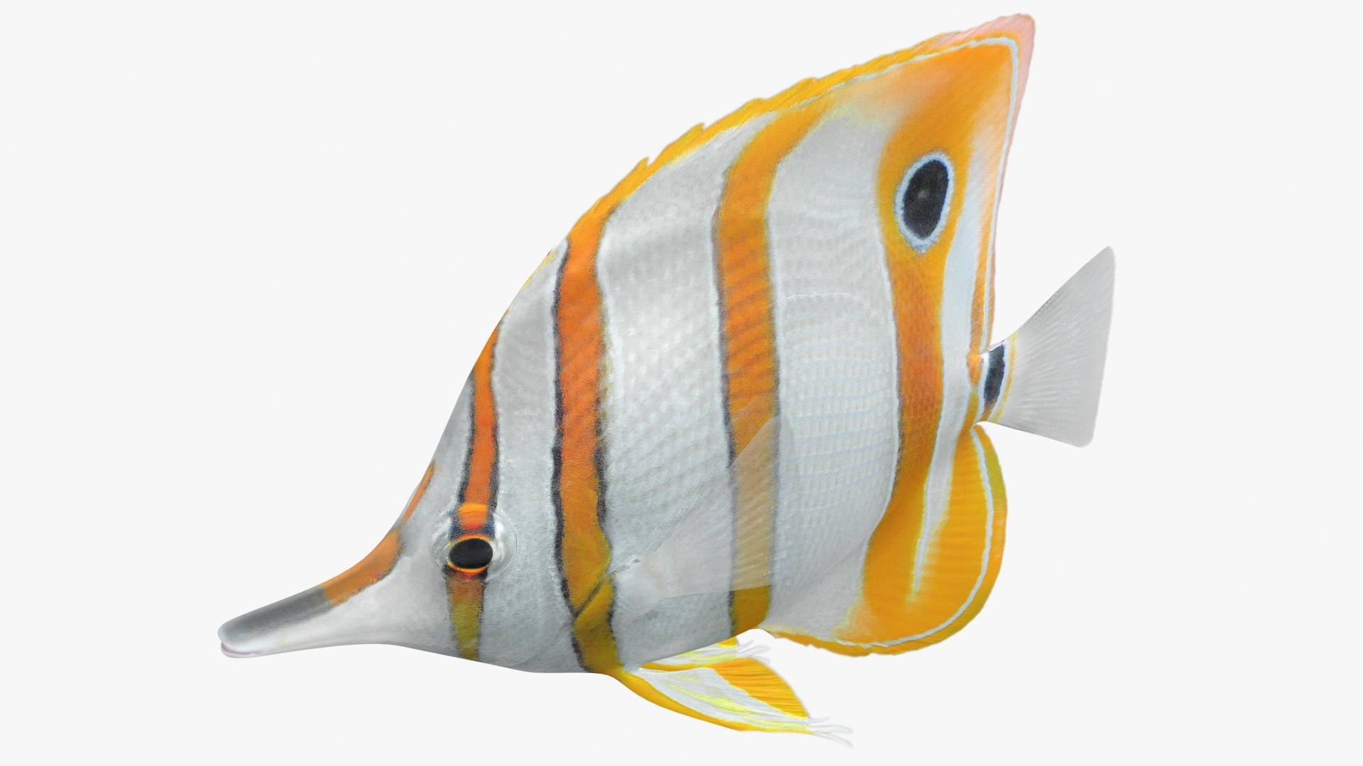 Copperband butterflyfish rigged 3D model - TurboSquid 1513872