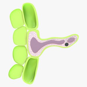 Enlarged root hair 3D model