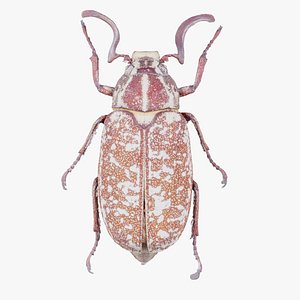 Phyllophaga Greek July Beatle Remastered 3D model