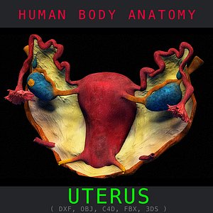 Uterus