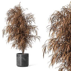 Indoor Plant Set 01 3D
