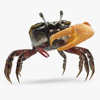 Fiddler Crab Standing Pose with Fur 3D Model