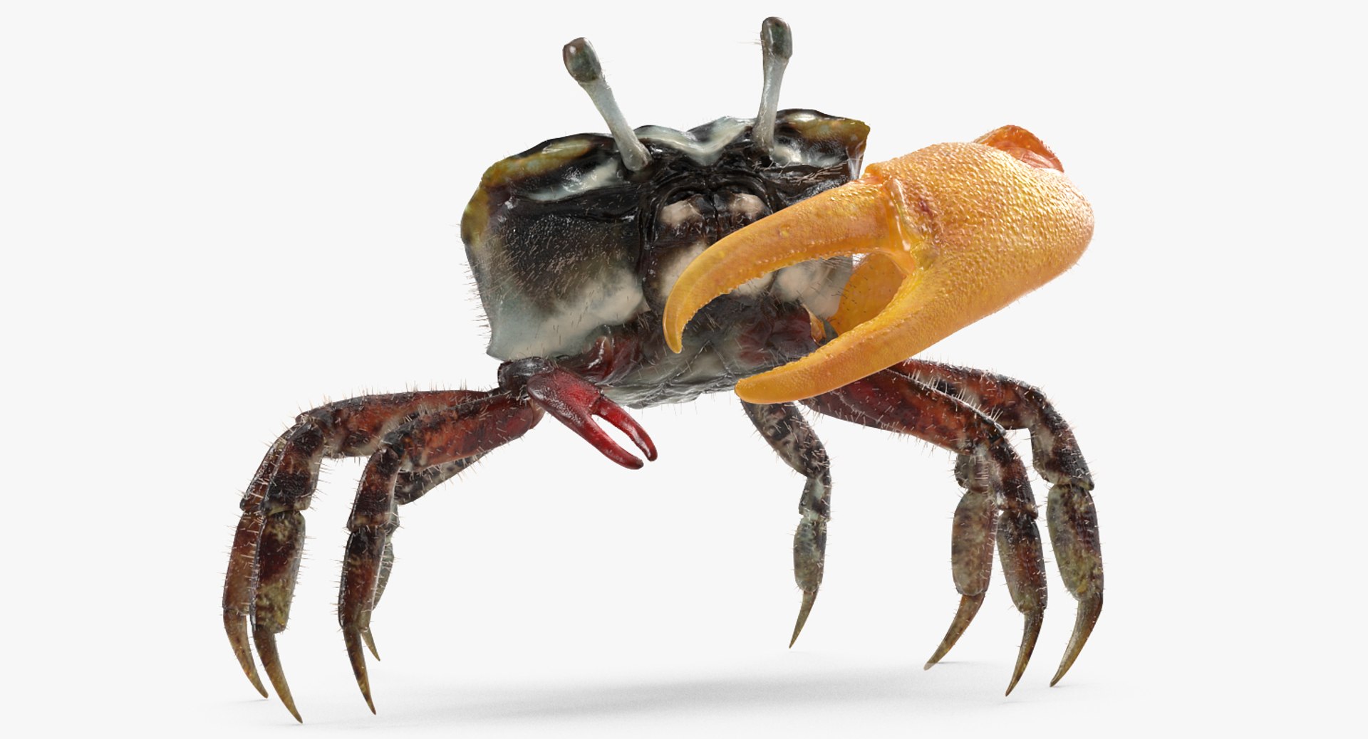 Fiddler Crab Standing Pose with Fur 3D Model 3D model preview