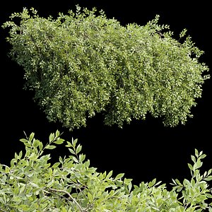 3D model Hanging wall creeper plants collection vol 230