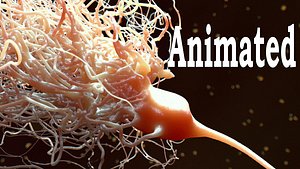 Necrotic Neuron Dies Animated
