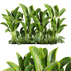 plant vol 684 - Banana- Monstera- Grass- Garden 3D