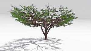 African Acacia Tree-S9 3D