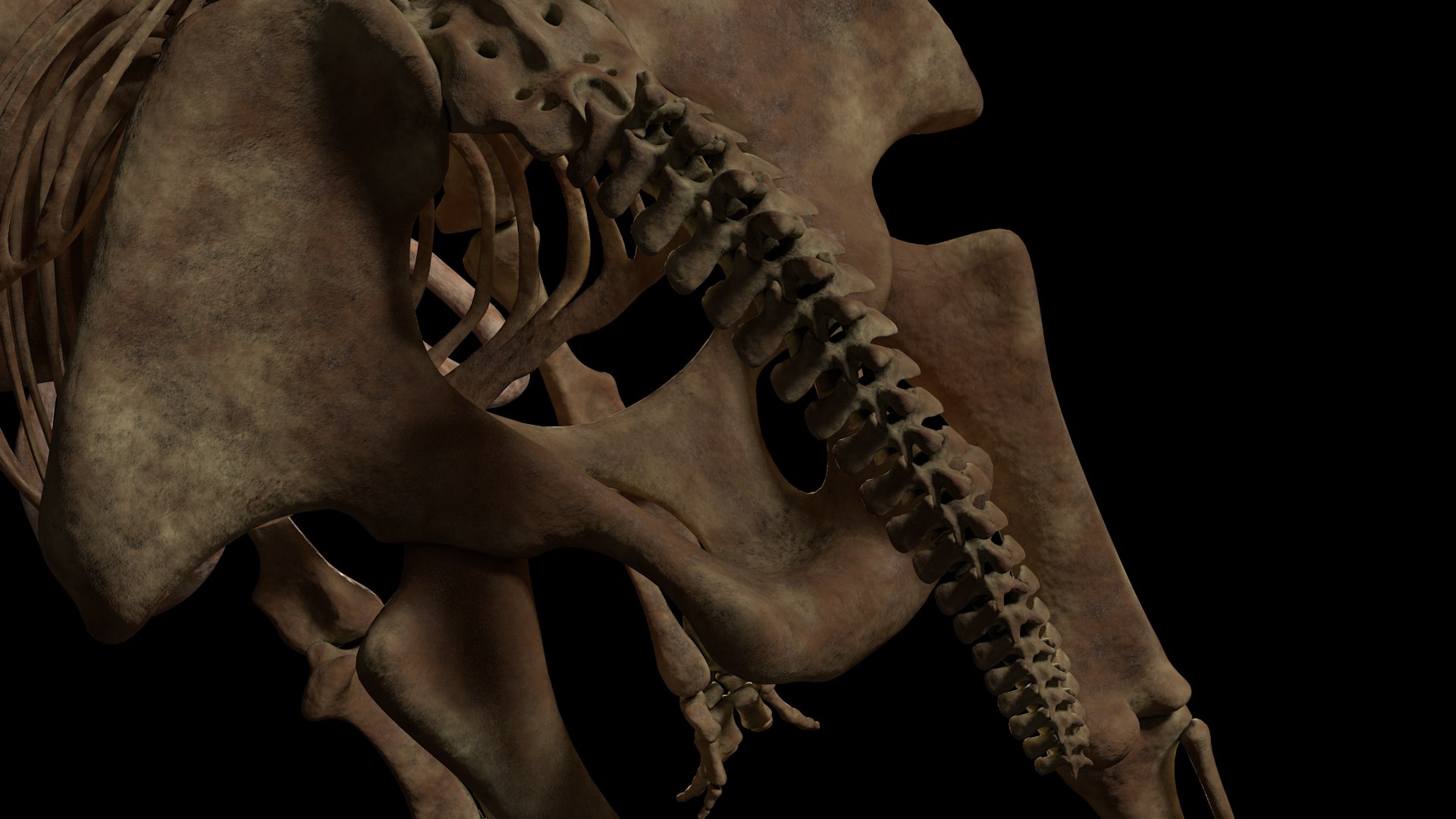 3D mammuthus primigenius anatomy pack model https://p.turbosquid.com/ts-thumb/Lz/NzeOD2/1u8pDl74/hips/png/1514858292/1920x1080/fit_q87/0fded53dc14579578391a3120885f7524d212d73/hips.jpg