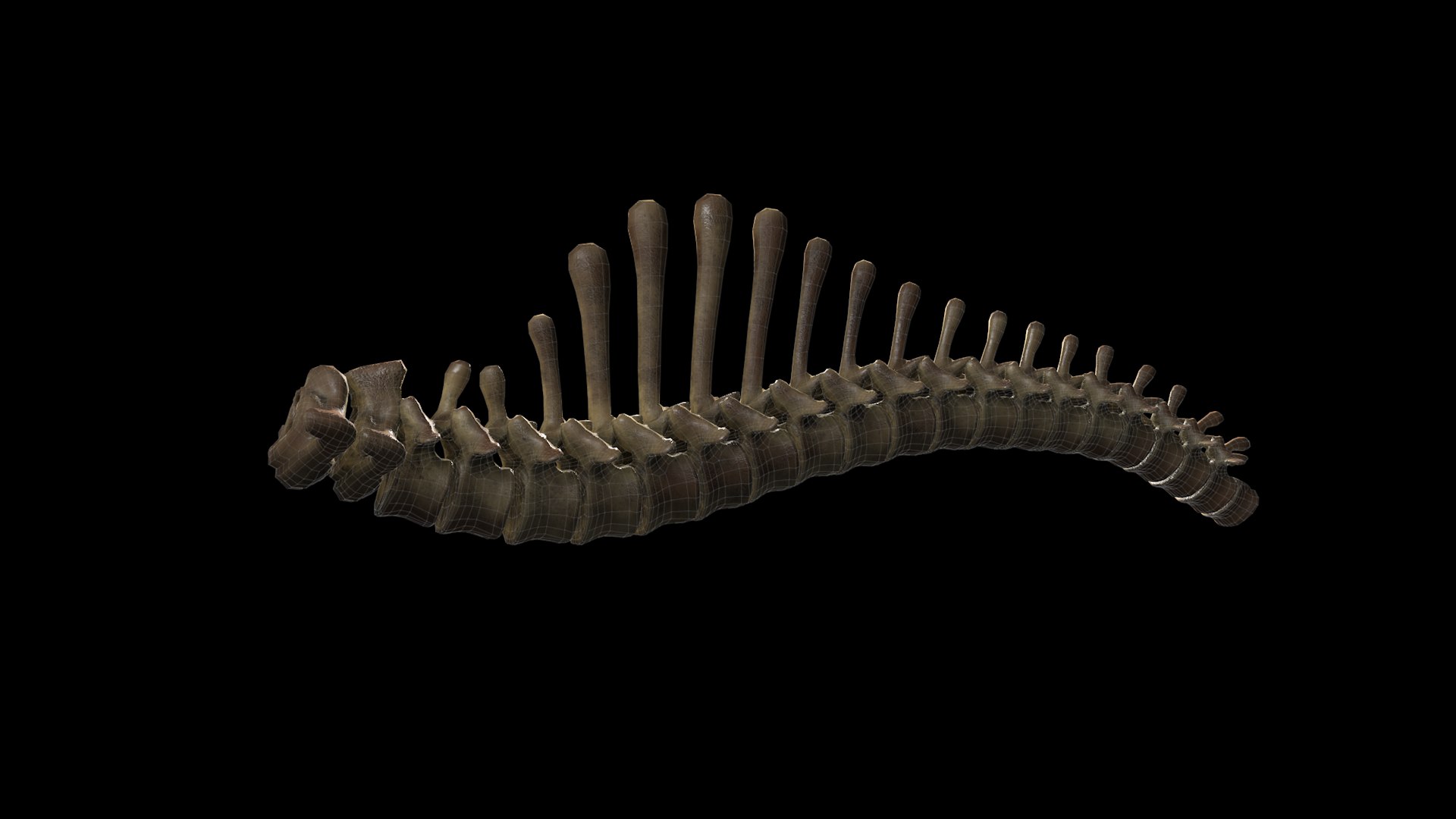 3D mammuthus primigenius anatomy pack model https://p.turbosquid.com/ts-thumb/Lz/NzeOD2/5sPCDpHP/spinewireframe/png/1514866096/1920x1080/fit_q87/7ab0ae76f309d0aff4f1f1be31c60e50f5d6b2ed/spinewireframe.jpg