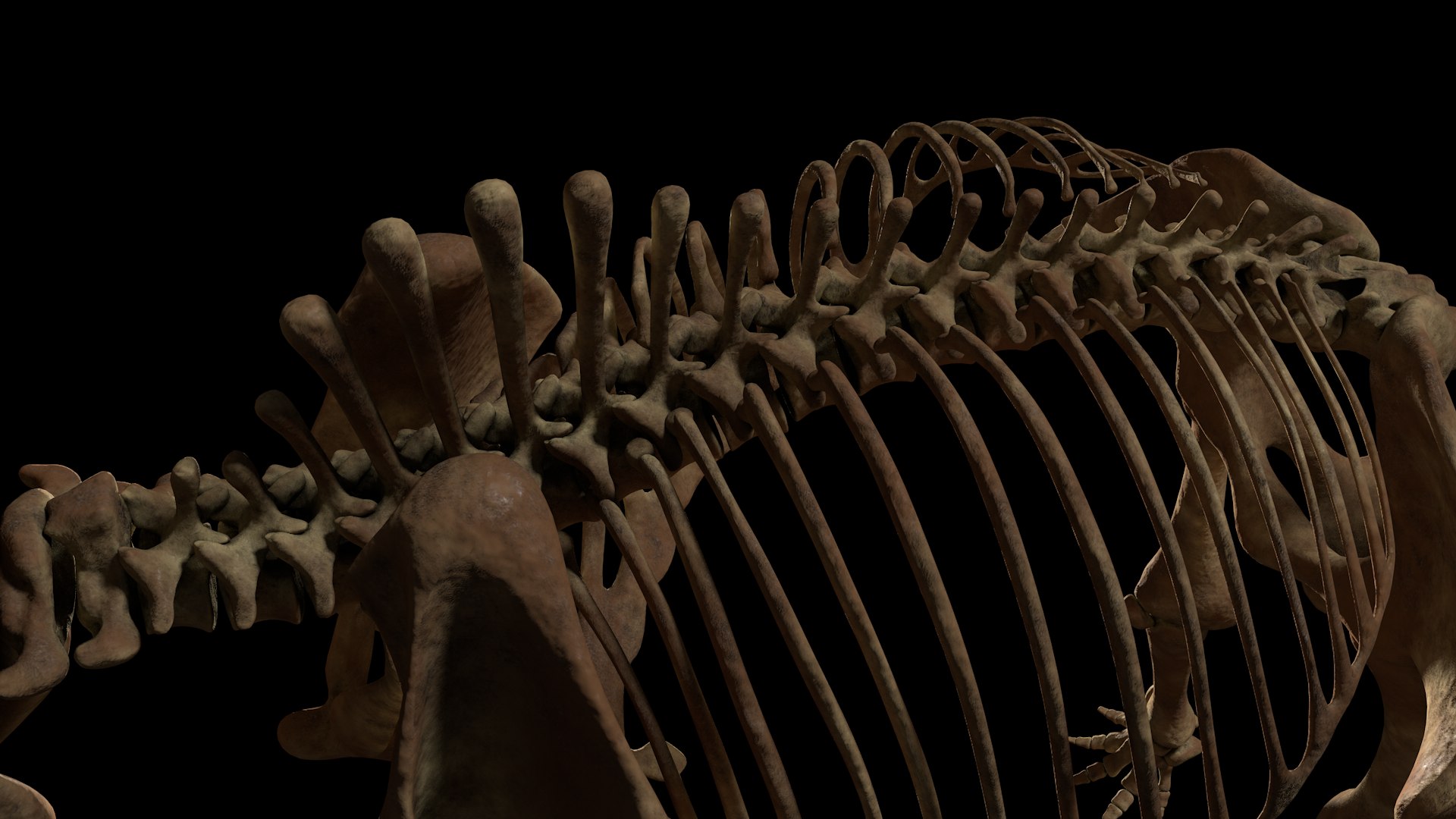 3D mammuthus primigenius anatomy pack model https://p.turbosquid.com/ts-thumb/Lz/NzeOD2/U5db92TD/spine/png/1514858293/1920x1080/fit_q87/4c7a2ef9723393f31b826d92096f1c6779bbe5e4/spine.jpg
