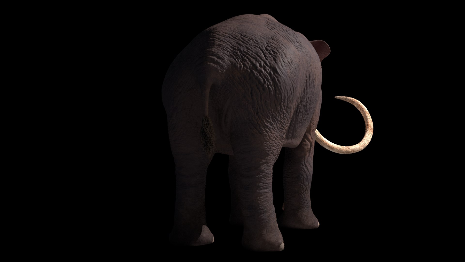 3D mammuthus primigenius anatomy pack model https://p.turbosquid.com/ts-thumb/Lz/NzeOD2/V2jmO1nH/crender3/png/1514858292/1920x1080/fit_q87/2134faef3f375097ba52152363e83756e0cf8b62/crender3.jpg