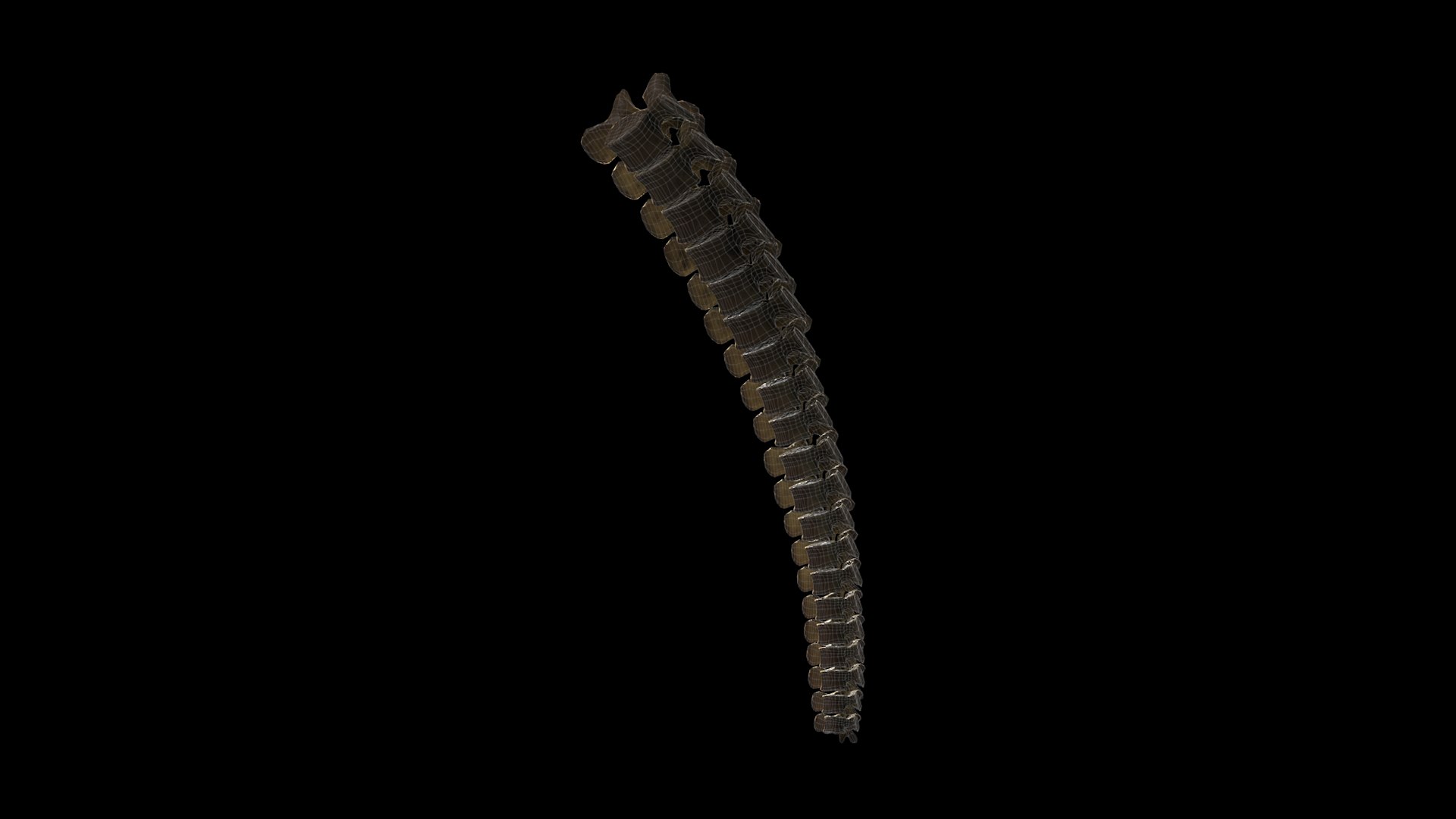 3D mammuthus primigenius anatomy pack model https://p.turbosquid.com/ts-thumb/Lz/NzeOD2/iV7P9JMy/tailwire/png/1514866096/1920x1080/fit_q87/fa3a1054915636e42c95dc6d157f1c9694895063/tailwire.jpg