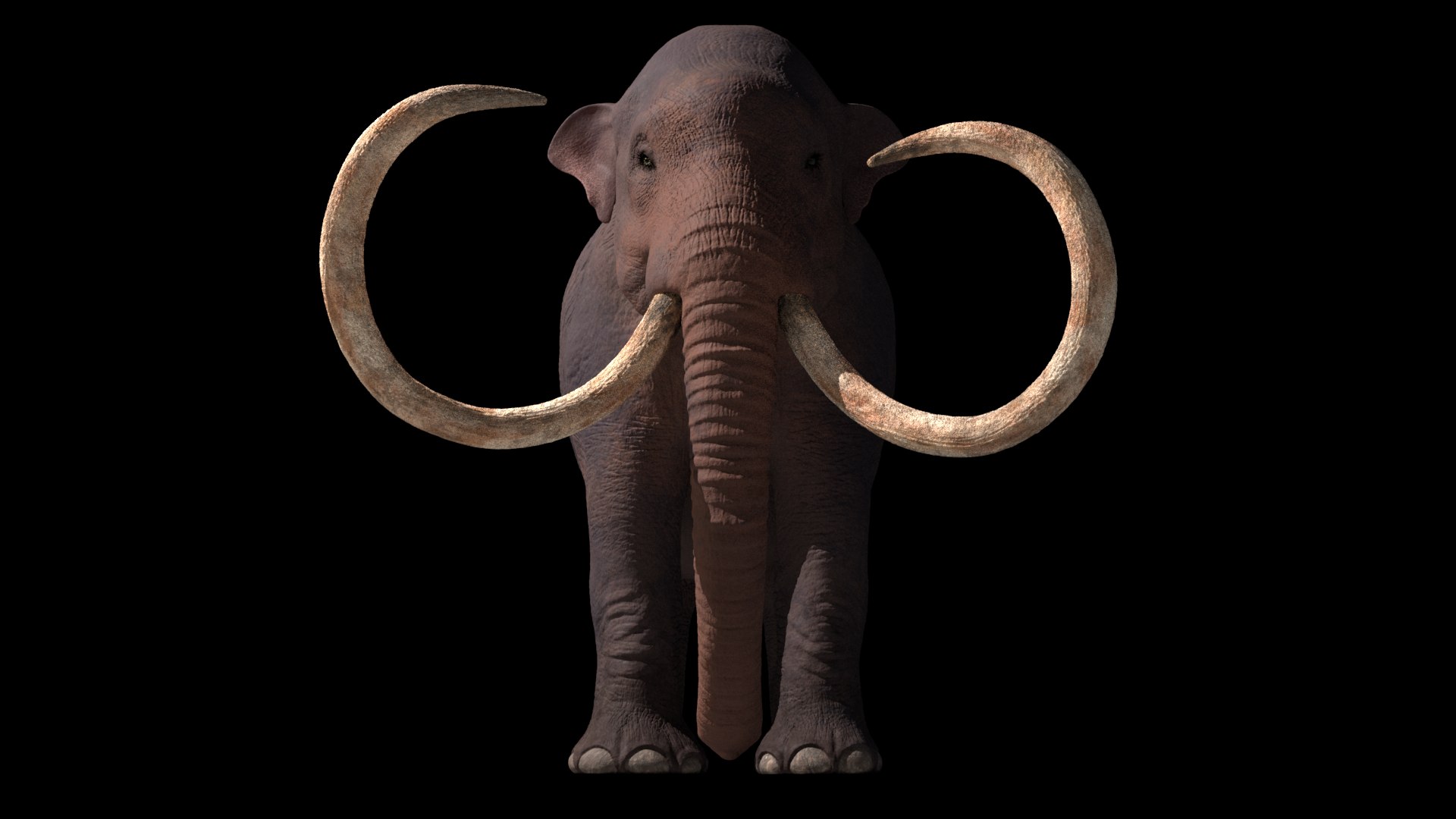 3D mammuthus primigenius anatomy pack model https://p.turbosquid.com/ts-thumb/Lz/NzeOD2/o79xHP6s/crender2/png/1514858292/1920x1080/fit_q87/4c2311c86d9be0992ca0962e76fa6bd5fd63b7f3/crender2.jpg
