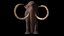 Mammuthus primigenius Anatomy Pack