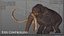 Mammuthus primigenius Anatomy Pack