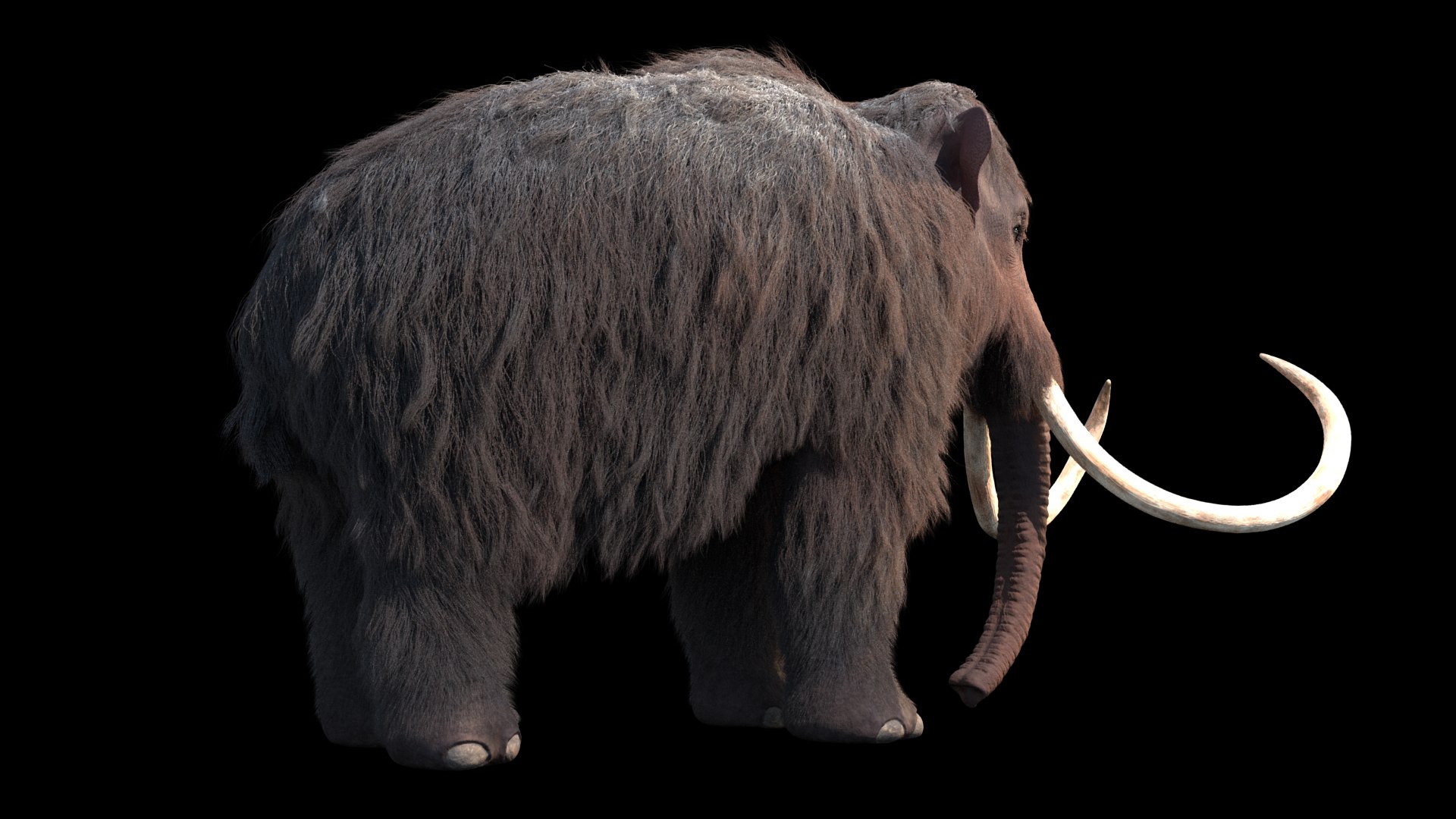 3D mammuthus primigenius anatomy pack model https://p.turbosquid.com/ts-thumb/Lz/NzeOD2/wAMjLx9d/15/png/1514858292/1920x1080/fit_q87/9462bfcb8064a05c4117fc76bd6b20f1d29f24a9/15.jpg