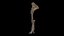 Mammuthus primigenius Anatomy Pack