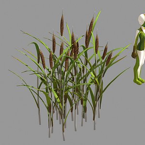 3D plant - dog tail