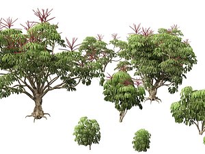 Schefflera actinophylla - Umbrella tree model