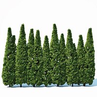 Thuya occidentalis # 3 Smaragd privacy fence