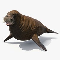 Atlantic Walrus Young
