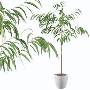 Ficus Ali