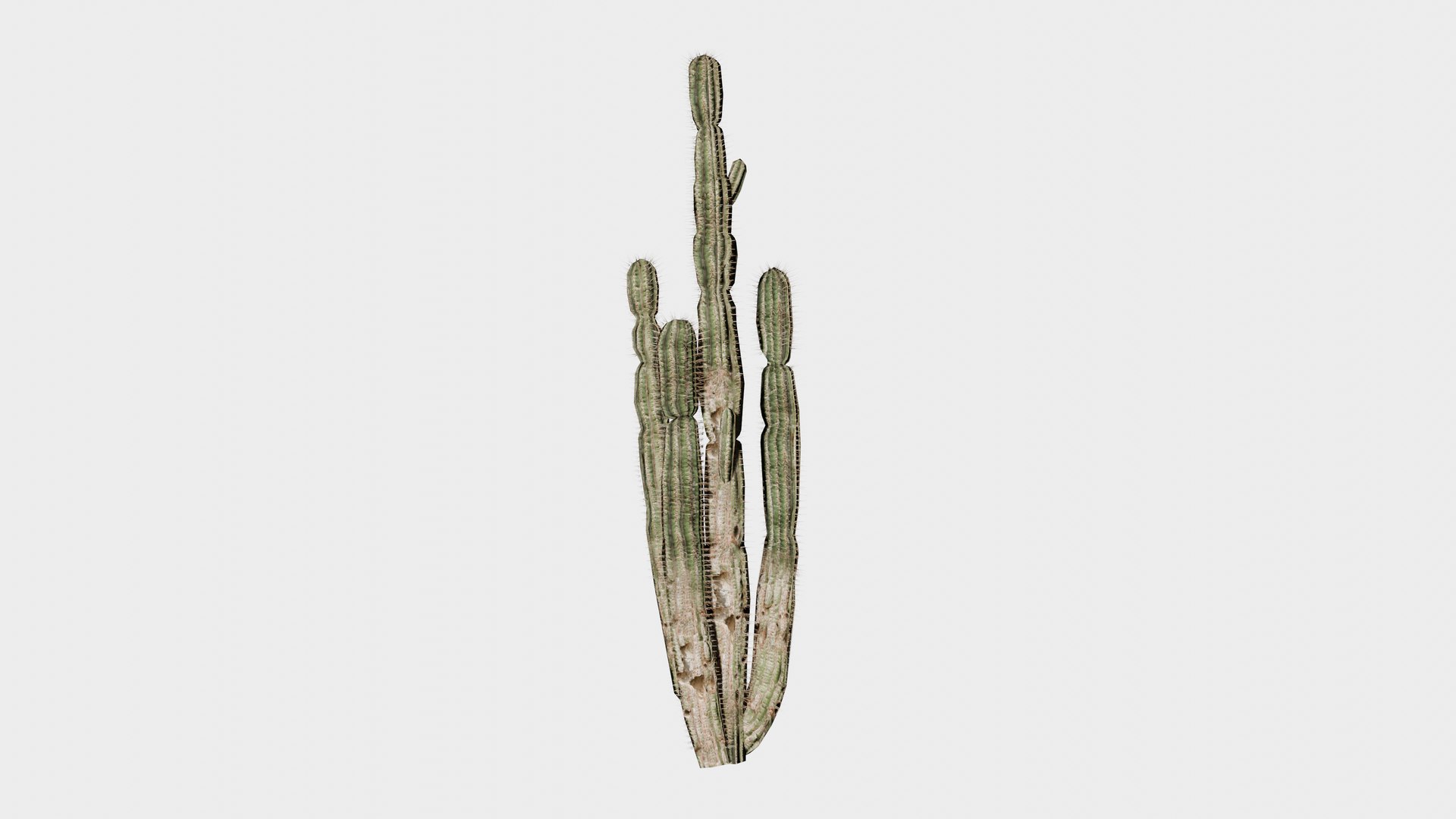 7 in 1 Desert Plants Collection 01 Cactus 3D model https://p.turbosquid.com/ts-thumb/Lz/gJvda5/Au/prop_cactus_01/png/1744122689/1920x1080/fit_q87/19cd844054a7ffe713fde266d8cc5cebb911cd77/prop_cactus_01.jpg