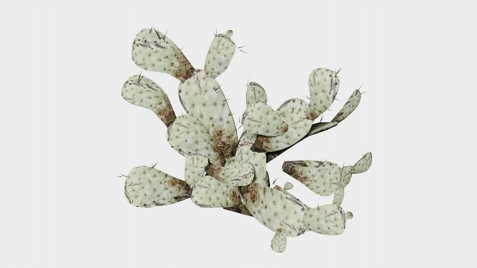 7 in 1 Desert Plants Collection 01 Cactus 3D model https://p.turbosquid.com/ts-thumb/Lz/gJvda5/RQ/prop_cactus_07/png/1744122699/1920x1080/fit_q87/e7c850357ce5b90fe100562bcf11926336089197/prop_cactus_07.jpg