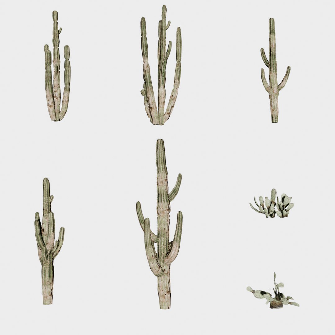 7 in 1 Desert Plants Collection 01 Cactus 3D model https://p.turbosquid.com/ts-thumb/Lz/gJvda5/Vo/desert_plants_01_cactus/png/1744122683/1920x1080/fit_q87/fb194defe43e4183e98eee035b8c48bf657d3fe3/desert_plants_01_cactus.jpg