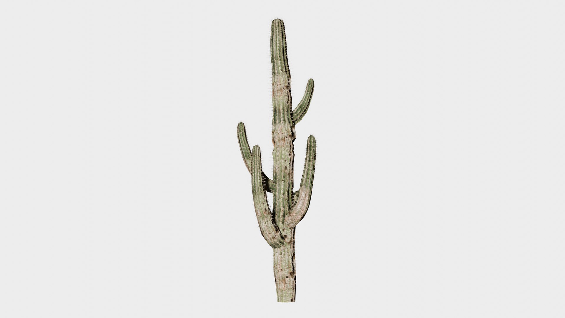 7 in 1 Desert Plants Collection 01 Cactus 3D model https://p.turbosquid.com/ts-thumb/Lz/gJvda5/jC/prop_cactus_05/png/1744122696/1920x1080/fit_q87/7743888833b5873edd5342e7b27c108c002c6675/prop_cactus_05.jpg