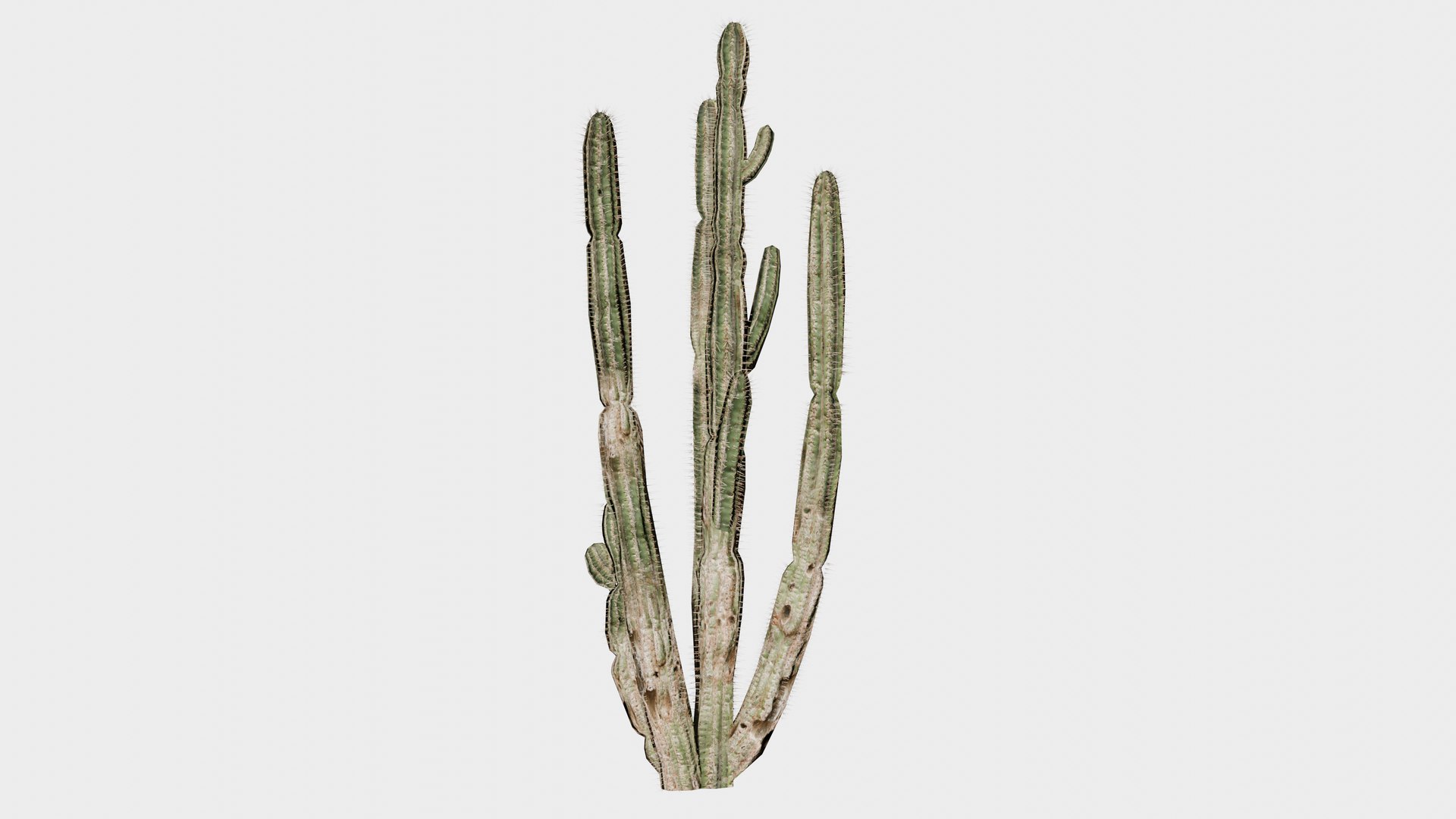 7 in 1 Desert Plants Collection 01 Cactus 3D model https://p.turbosquid.com/ts-thumb/Lz/gJvda5/oM/prop_cactus_02/png/1744122691/1920x1080/fit_q87/b65edcf202fb2aae2f34282dcf3d6a2f3f54a921/prop_cactus_02.jpg
