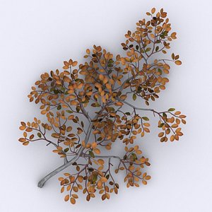 Arctic Willow