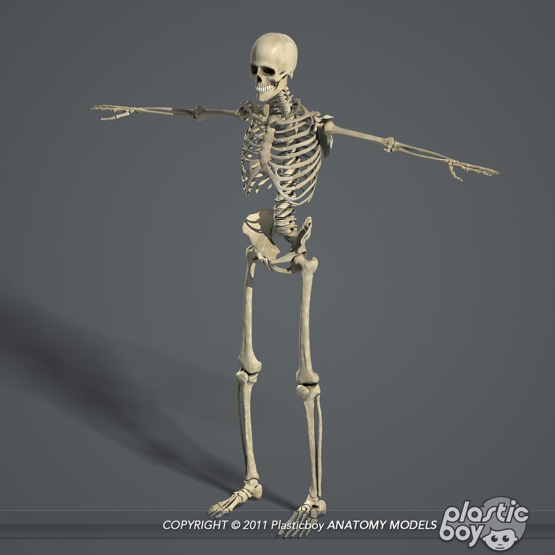 3d Human Skeletal