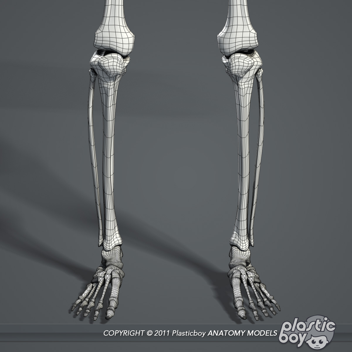 3d human skeletal Biology Diagrams