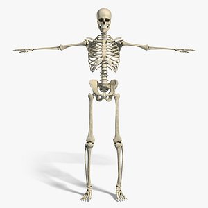 Anatomy - Skeletal System (Textured)