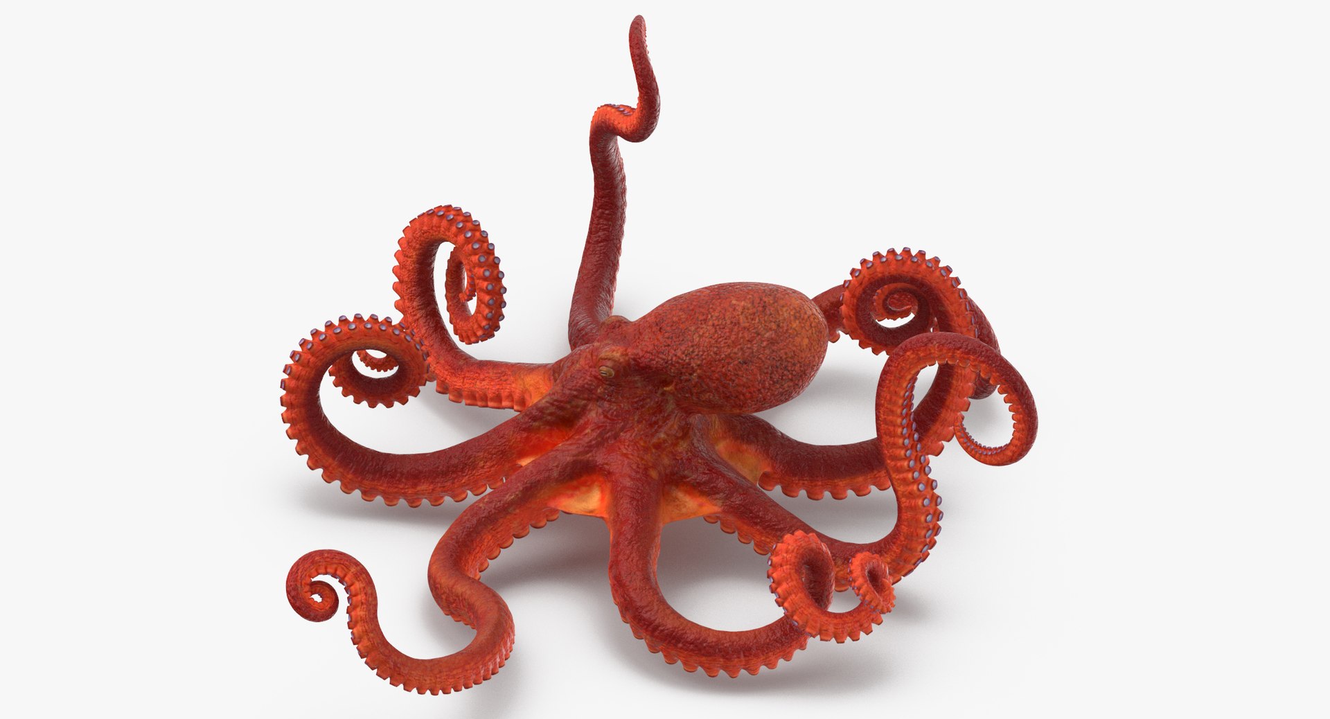 octopus rigged - max https://p.turbosquid.com/ts-thumb/Lz/xw8m8g/BUV5AZb4/octopus_pixelsquid_signaturepose_001_thumbnail_0005/jpg/1480321017/1920x1080/fit_q87/a10b3a779534c64efbe54c1d0ddc441b7175b926/octopus_pixelsquid_signaturepose_001_thumbnail_0005.jpg